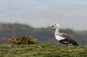 010 Argentinie, Martillo eiland, magelhaen gans